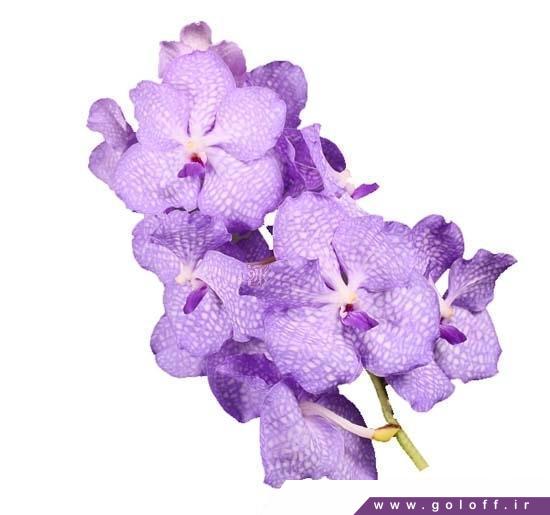 سفارش آنلاین گل ارکیده وندا کانچانا آنجلیت - Vanda Orchids | گل آف
